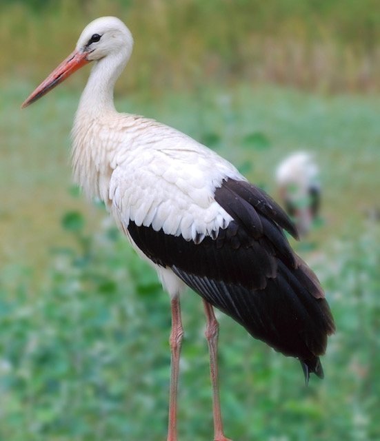 Cigüeña